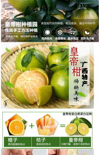 广西皇帝柑贡柑3斤桔子蜜桔橘子柑橘新鲜水果单果40 120g