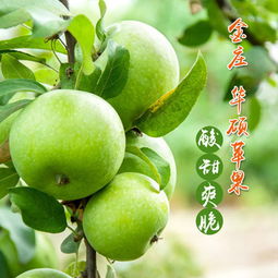 卫辉 金庄 苹果5斤装 酸甜可口 个大品优 新鲜水果 新鲜青苹果