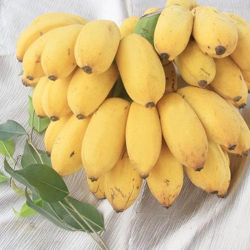 广西小米蕉新鲜小香蕉自然熟水果香蕉净重3/5/9斤
