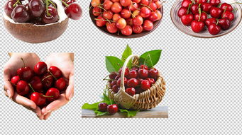 樱桃车厘子新鲜水果png素材图片 模板下载 28.22MB 食物饮品 大全 生活工作